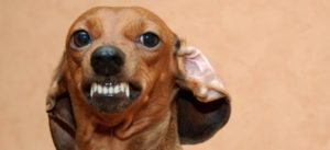 rabbia e1489704123537