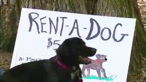 rent a dog