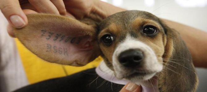 LAV in piazza per chiedere l’abolizione della sperimentazione su animali