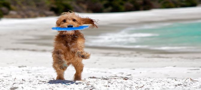 Da quest’estate, spiaggia per cani più grande a Bonassola