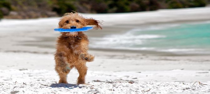 spiagge