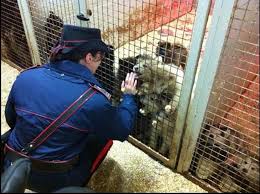 traffico cani carabinieri