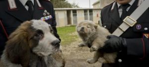 traffico cani carabinieri1 e1490689277975