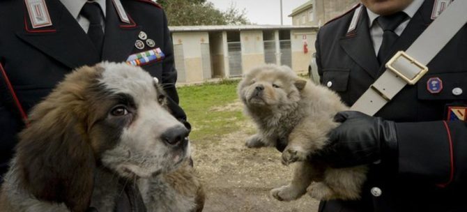traffico cani carabinieri1 e1490689277975