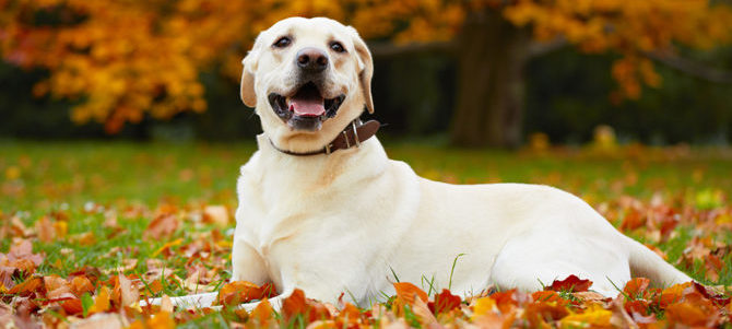 La Tubercolosi nel cane