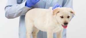 vaccino cucciolo e1488500510845