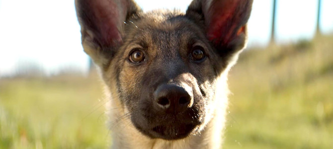 Qua la Zampa, prima edizione di un Dog Show amatoriale aperto ad ogni razza e stazza