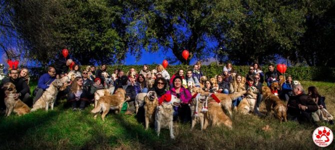 Golden Retriever, una grande community