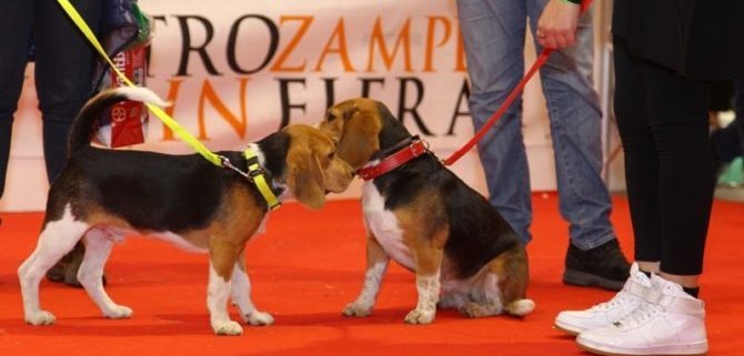 Milano, nuova tappa per l’atteso evento QuattroZampeInFiera.