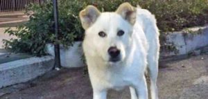 Angelo e1493332961905