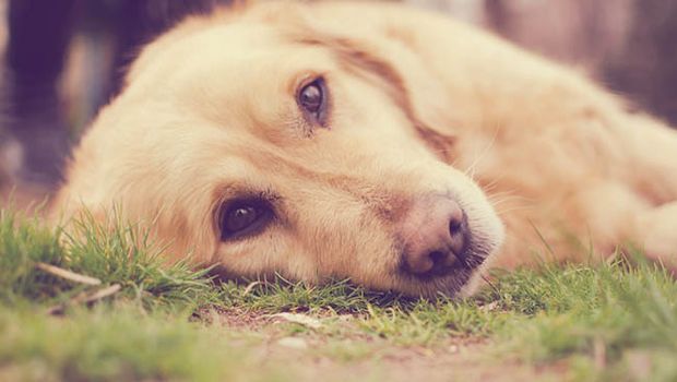 Cosa fare se si trova un cane abbandonato per strada