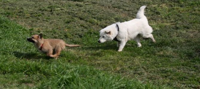 In Versilia nuova area di addestramento cani