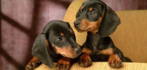 bassotti e1493160081721