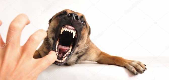 “Attenti al cane”, non deresponsabilizza il proprietario