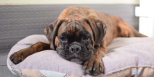 cane cuccia e1491463805339