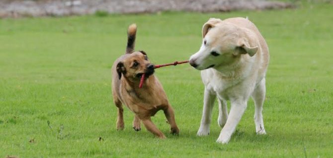cani che giocano e1492420154658