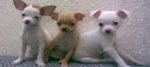 cuccioli