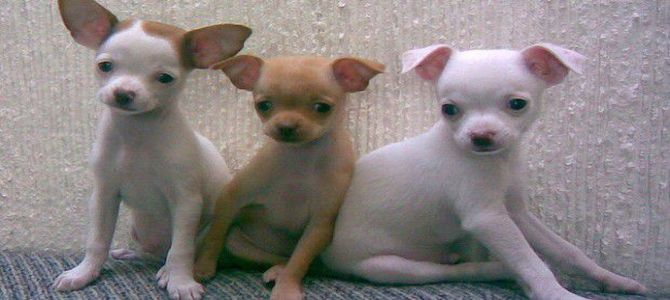 cuccioli