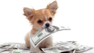 dog tax e1491251983390