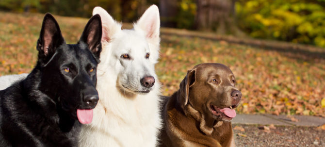 L’Etologia e le caratteristiche dei cani dominanti in natura