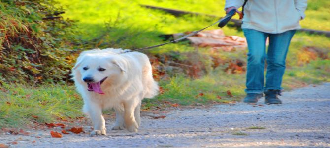 Quante volte al giorno si deve portare fuori Fido?