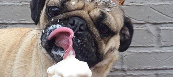 Il gelato? In Messico ne esiste uno studiato apposta per i cani