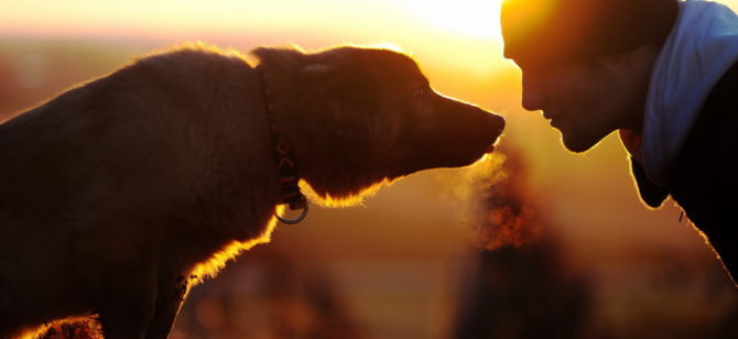 I cani sanno. Abili lettori della mimica facciale capiscono cosa sappiamo.