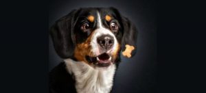 mondofido rinforzo positivo copertina e1492596004553