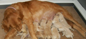 mondofido.it herpes virus canino e1493326168649