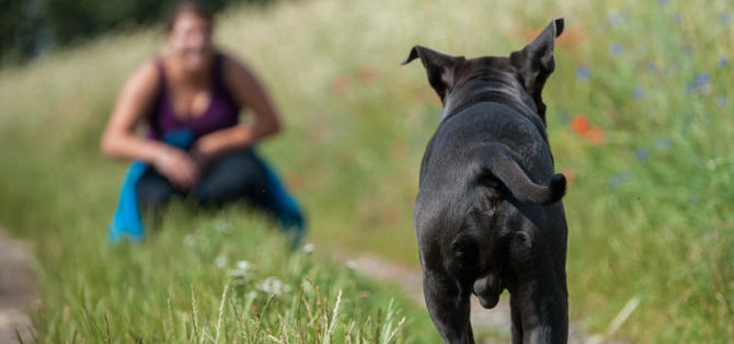 L’educazione al richiamo del cane