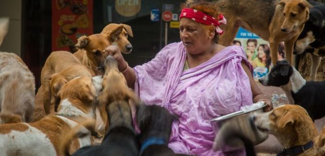 nostra signora dei cani nuova delhi bis e1493018152707