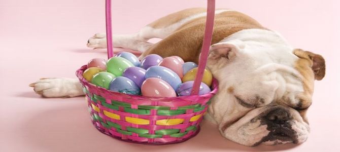 Uova di Pasqua per aiutare i cani randagi de L’Aquila