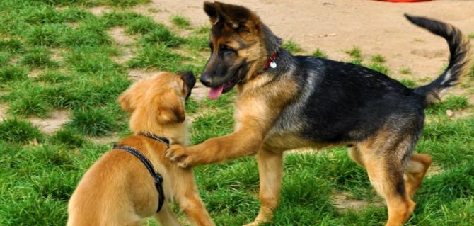 Primavera, tempo di svago sport e socializzazione per i nostri cani