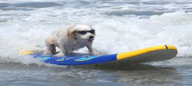In California, anche i cani fanno surf