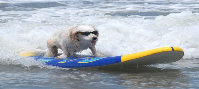 surf
