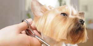 tosare il cane e1492155940883