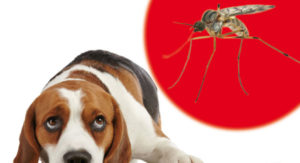 zanzare filariosi e1491555241549