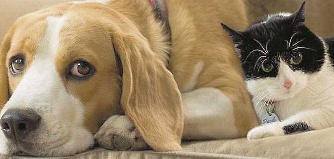 Cane e gatto bianco e nero e1494775577912