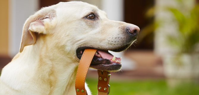 Cane guinzaglio in bocca 2 e1494172195491