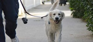 Mondofido cane al guinzaglio e1493799181583