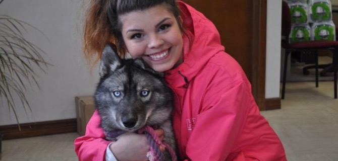 Dalle stelle dei concorsi alla pet-therapy: Raven, il Siberian husky che aiuta a combattere l’ansia.