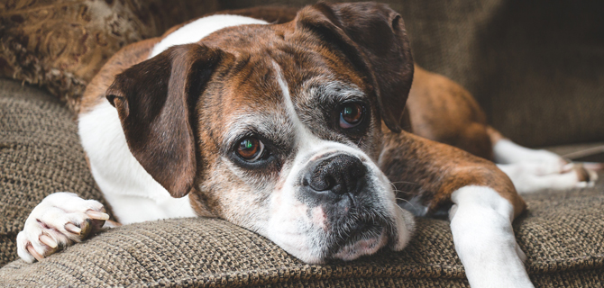 Il cane anziano, pazienza, dolcezza e delicatezza.