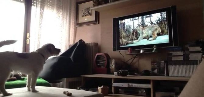 cane e tv e1495031833838