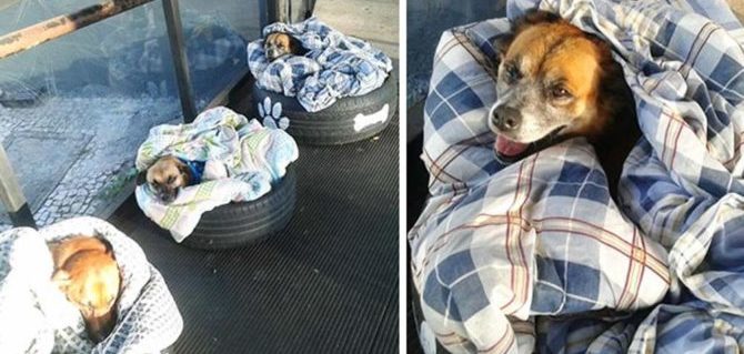 In Brasile lo staff della stazione dei bus offre riparo ai cani randagi.