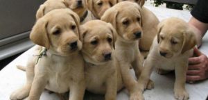 cuccioli traffico 3 e1495983522238