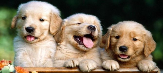 cuccioli