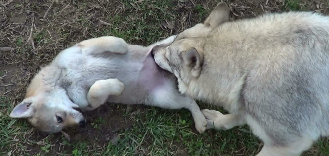 Le scuse del cane, un insegnamento che viene dal lupo.