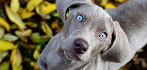 cucciolone weim2 670 320