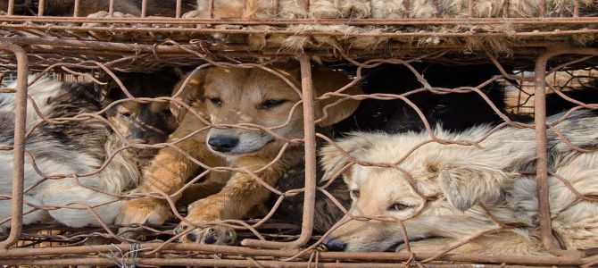 Anche a Yulin vietata la carne di cane