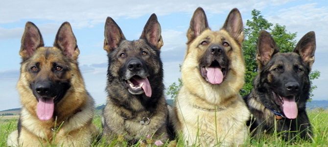 A Peveragno, corso dedicato ai cani da guardia